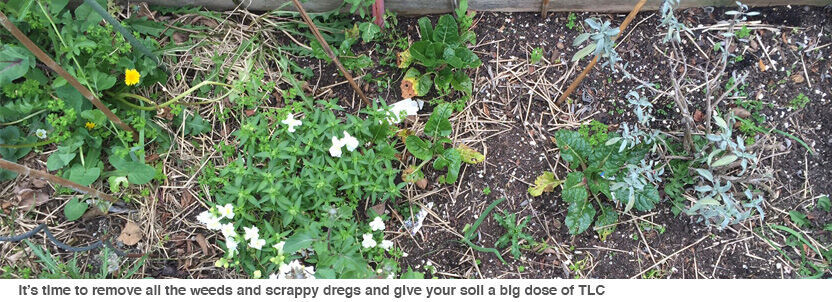 How to get rid of the weeds