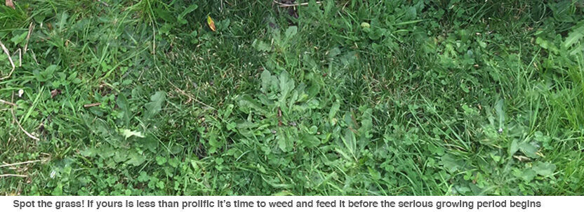 Get the prickles out of the lawn