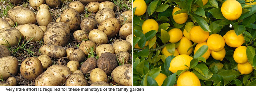 Potatoes are surprisingly easy to grow!
