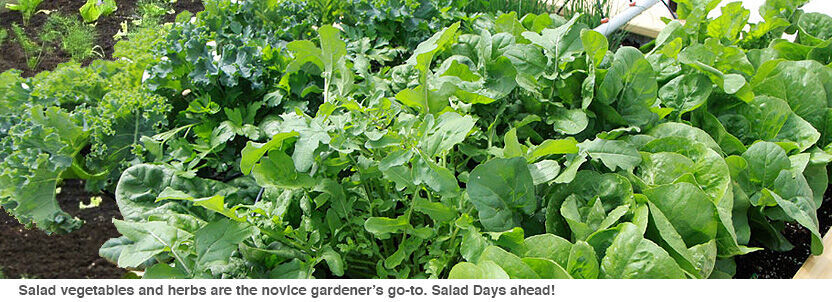 Get lettuce in your garden for better salads