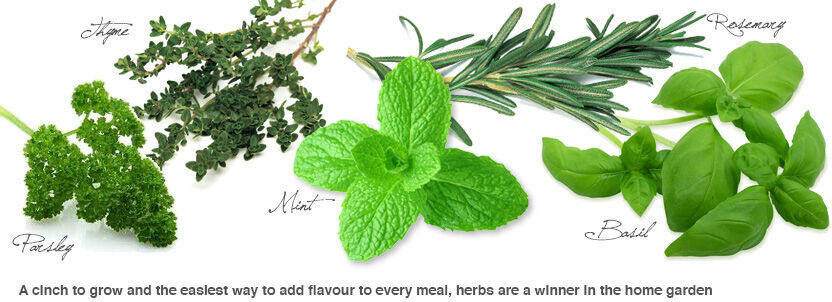 Some herbs you can grow yourself