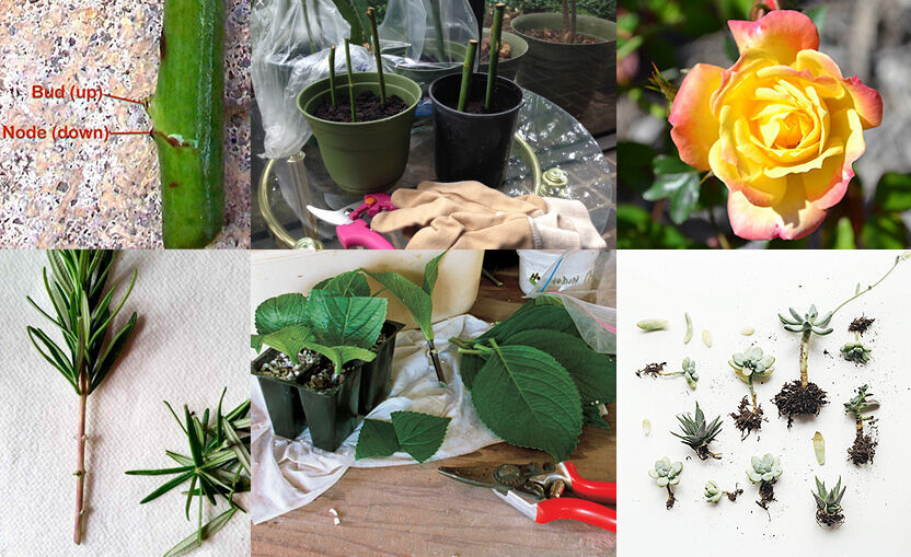 Great plants for propagation